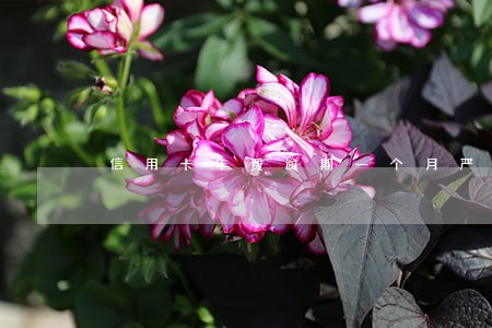 信用卡年费逾期一个月严重吗 信用卡年费逾期一个月严重吗