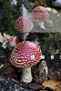 信用卡年费逾期一月严重吗 信用卡年费逾期一月严重吗