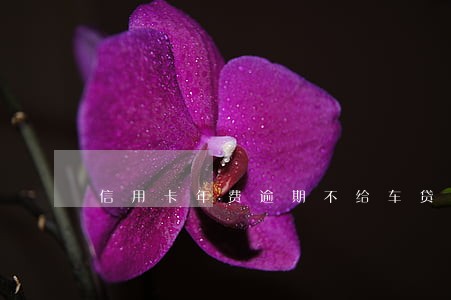 信用卡年费逾期不给车贷 信用卡年费逾期不给车贷