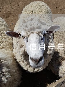 信用卡年费逾期了 信用卡年费逾期了