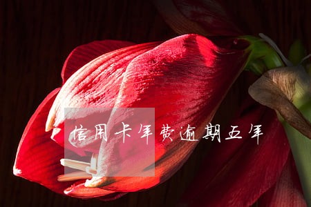 信用卡年费逾期五年