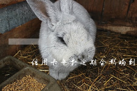 信用卡年费逾期会影响到征信吗 信用卡年费逾期会影响到征信吗