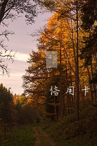 信用卡年费逾期冻结影响征信吗 信用卡年费逾期冻结影响征信吗