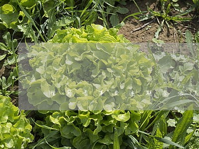 信用卡年费逾期冻结怎么办 信用卡年费逾期冻结怎么办