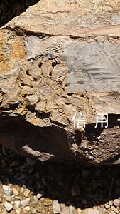 信用卡年费逾期几十次怎么办