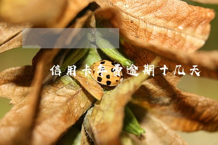 信用卡年费逾期十几天