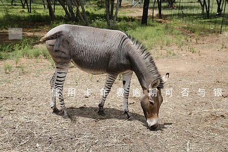 信用卡年费逾期可否与银行协商