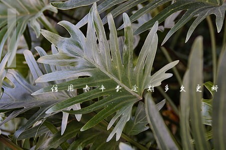 信用卡年费逾期多久更新