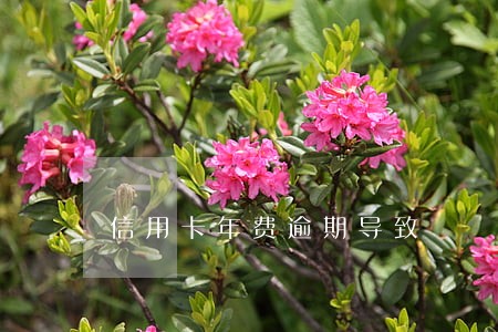 信用卡年费逾期导致