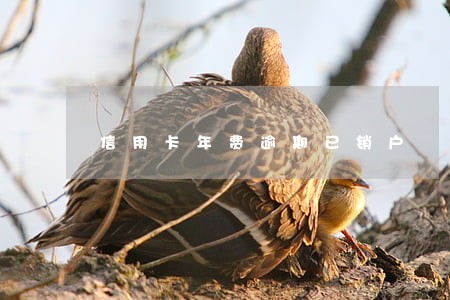 信用卡年费逾期已销户 信用卡年费逾期已销户