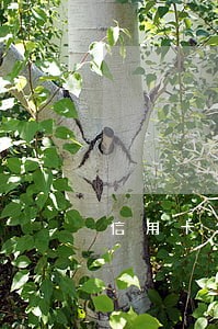 信用卡年费逾期影响公积金贷款