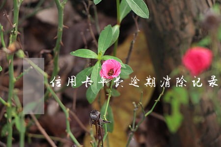 信用卡年费逾期消除记录银监会 信用卡年费逾期消除记录银监会