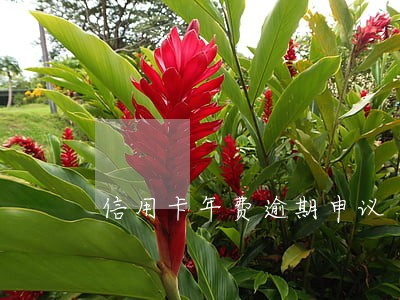 信用卡年费逾期申议 信用卡年费逾期申议