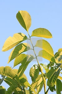 信用卡年费逾期申请征信异议模板 信用卡年费逾期申请征信异议模板