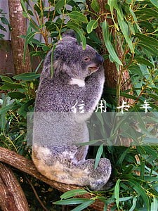 信用卡年费逾期能消吗