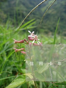 信用卡年费逾期记录怎么办 信用卡年费逾期记录怎么办