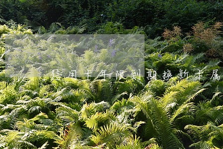 信用卡年限到期换新卡属于逾期吗 信用卡年限到期换新卡属于逾期吗
