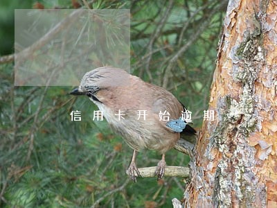 信用卡开始逾期 信用卡开始逾期