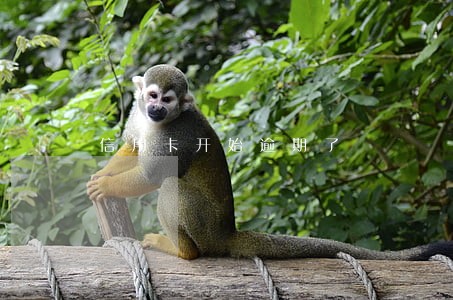 信用卡开始逾期了 信用卡开始逾期了