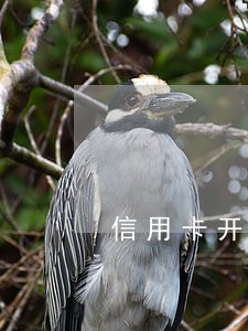 信用卡开无逾期证明6 信用卡开无逾期证明6