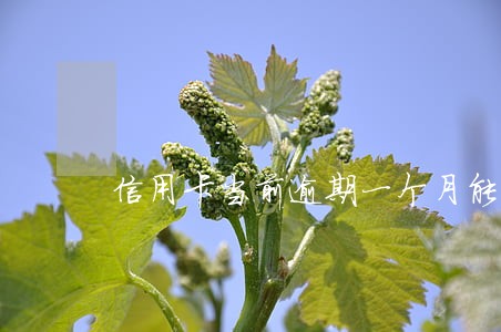 信用卡当前逾期一个月能贷款吗 信用卡当前逾期一个月能贷款吗