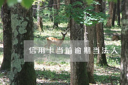 信用卡当前逾期当法人 信用卡当前逾期当法人