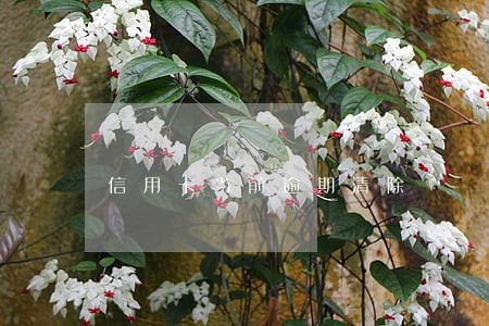 信用卡当前逾期清除