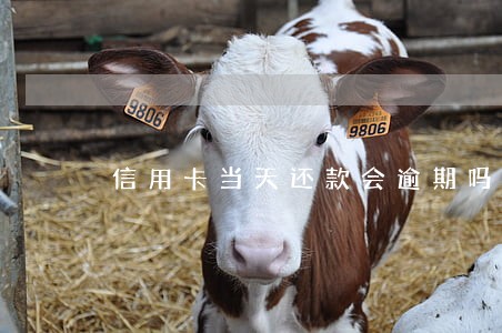 信用卡当天还款会逾期吗 信用卡当天还款会逾期吗