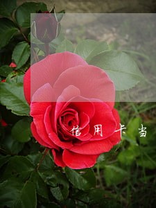 信用卡当天还款算不算逾期还款 信用卡当天还款算不算逾期还款