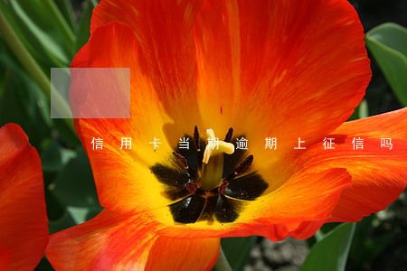 信用卡当期逾期上征信吗