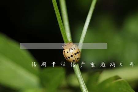 信用卡征信严重逾期5年