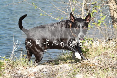 信用卡征信有逾期能办信用卡吗 信用卡征信有逾期能办信用卡吗