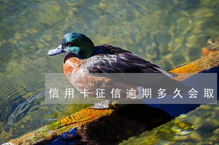信用卡征信逾期多久会取消