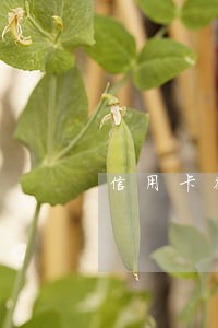 信用卡很多张但没有逾期 信用卡很多张但没有逾期