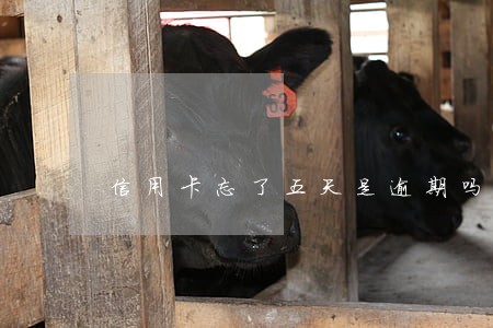 信用卡忘了五天是逾期吗 信用卡忘了五天是逾期吗