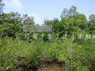 信用卡忘了还了逾期4天