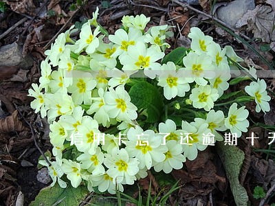 信用卡忘了还逾期十天上征信吗