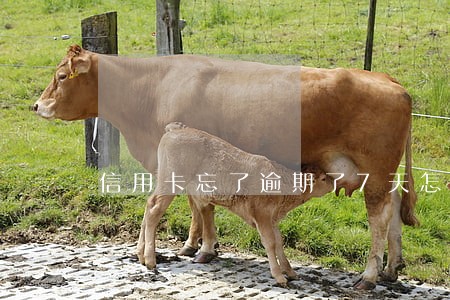 信用卡忘了逾期了7天怎么办 信用卡忘了逾期了7天怎么办