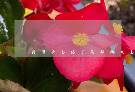 信用卡忘记了逾期两天怎么办 信用卡忘记了逾期两天怎么办