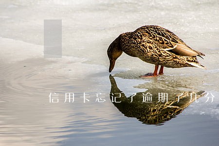 信用卡忘记了逾期了几分钟 信用卡忘记了逾期了几分钟