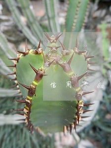 信用卡忘记了逾期还款
