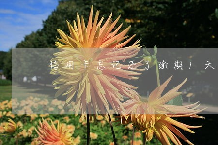 信用卡忘记还了逾期1天 信用卡忘记还了逾期1天