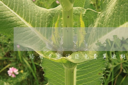 信用卡忘记还免费算逾期吗