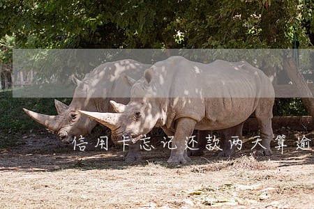 信用卡忘记还款两天算逾期吗