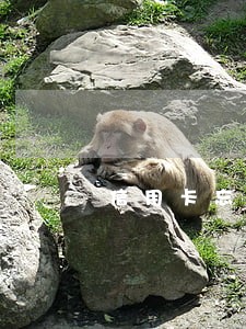信用卡忘记还款了逾期了1天