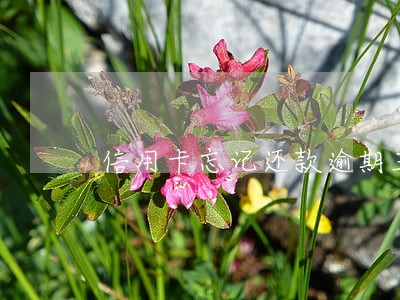 信用卡忘记还款逾期三天怎么办