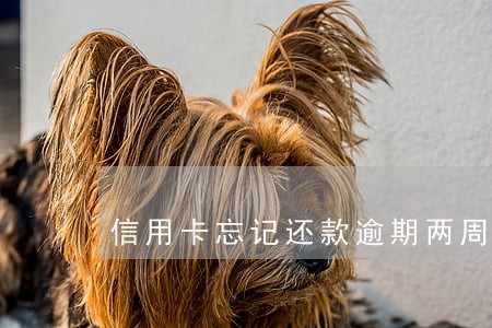 信用卡忘记还款逾期两周