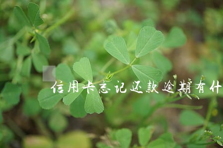 信用卡忘记还款逾期有什么影响
