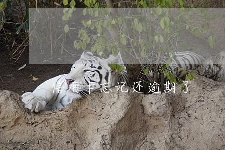 信用卡忘记还逾期了 信用卡忘记还逾期了