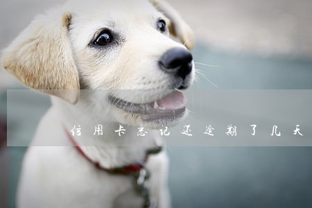 信用卡忘记还逾期了几天怎么办